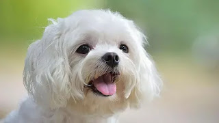 Teacup Pomeranian dog price in India