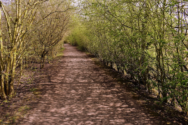 Woodland Walks
