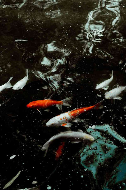 افضل صور سمك في العالم 2020 ، صور احواض سمك ، خلفيات اسماك متحركة hd