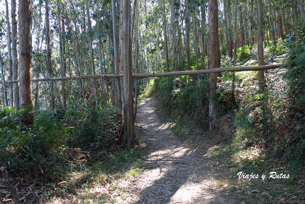 Árbol en el camino, senda costera