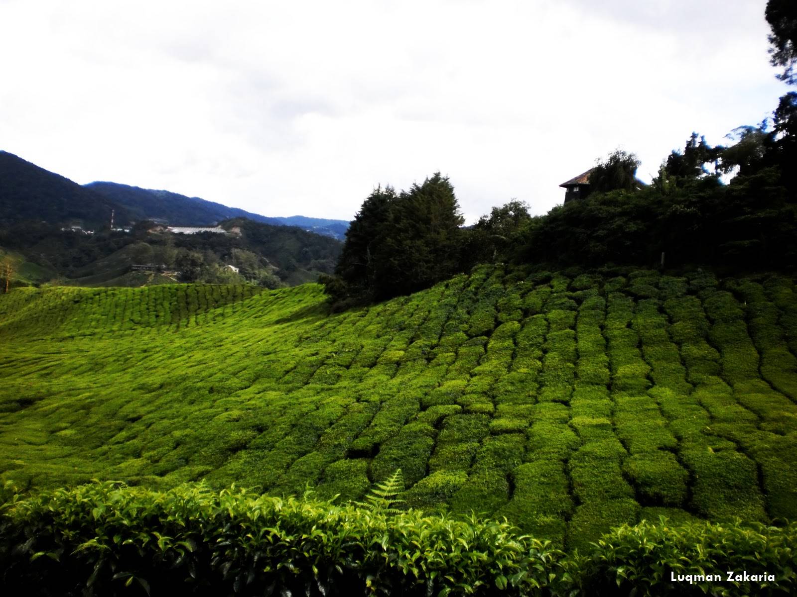 Cuaca Di Cameron Highland : JOEFINGERS: Cameron Highland - Damai di