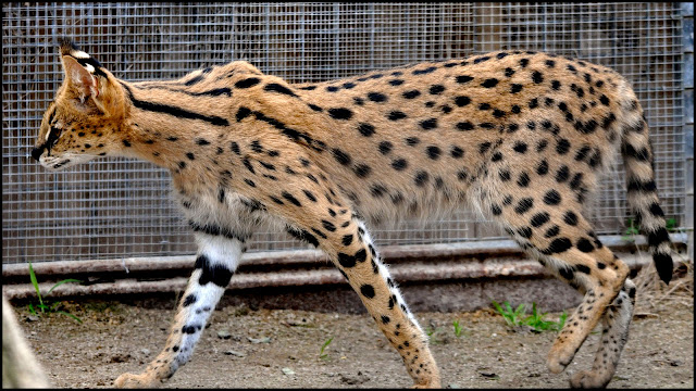 most expensive exotic pets