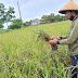100 Ribu Hektare Areal Pertanian di Jateng Terlindungi Asuransi