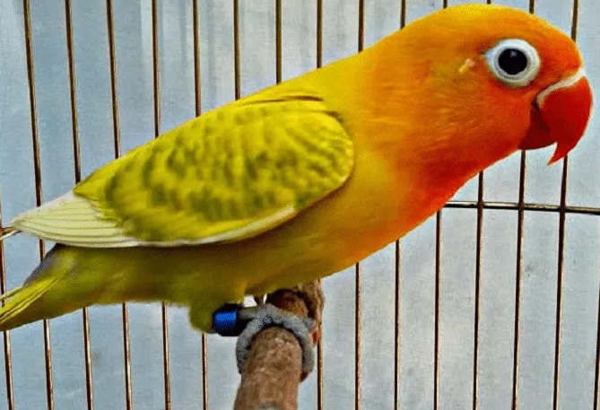 7 Jenis Burung Lovebird Termahal 2020, Cocok untuk Budidaya