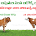వ్యాధి నిరోధకాన్ని పెంచే అద్భుత ఔషధం, "దేశవాళీ గోవు పాలు" - Desavali Cow Milk - Immunity Booster