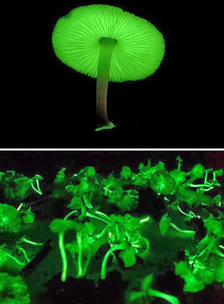 5 Jamur Terunik Di Dunia 5 Jamur Terunik Di Dunia