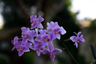 Phalaenopsis x Veichtiana (equestris x schilleriana)