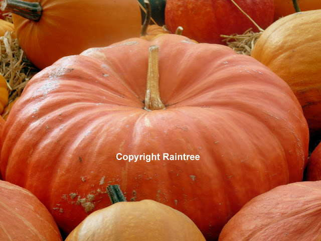 Large pumpkin