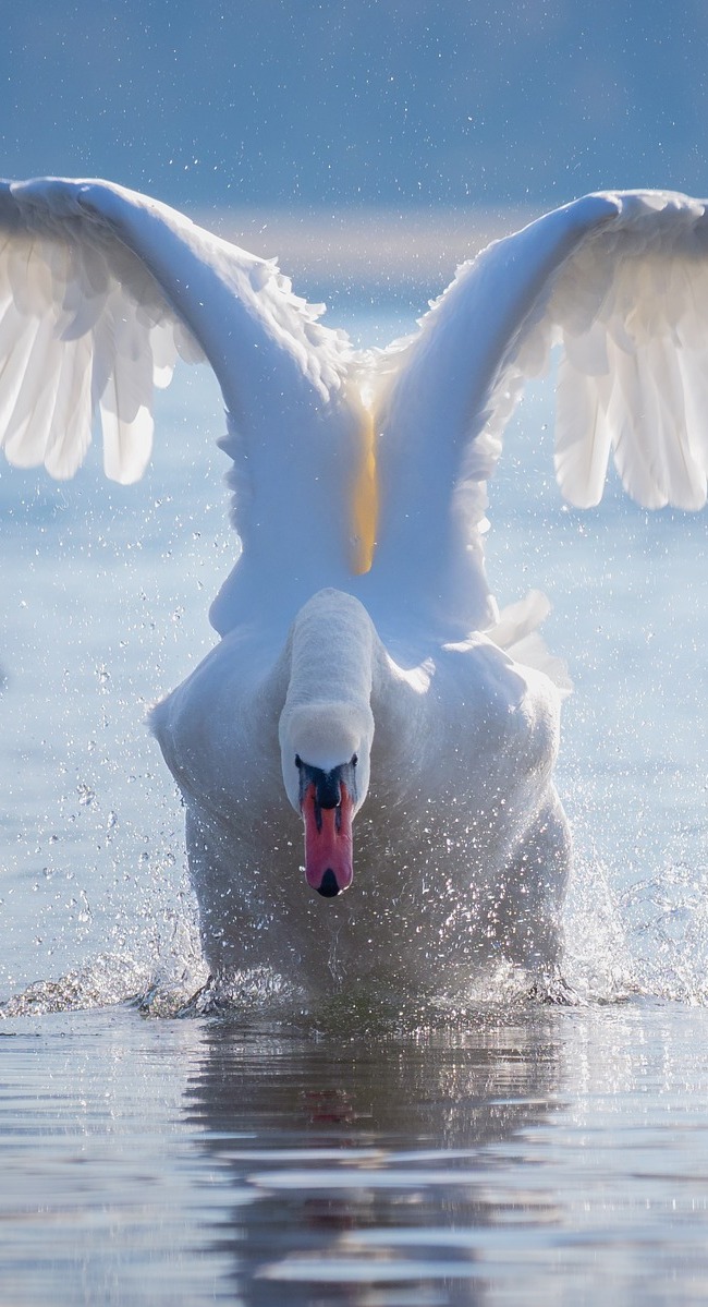 A swan just before lift off.