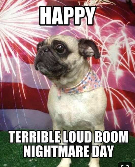 Pugs hate fireworks