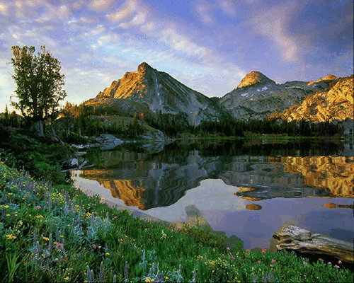 Mengenal Ikan Arwana | "BLOG TANI NELAYANKU"