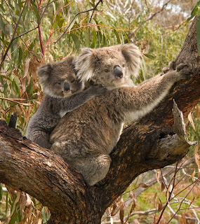Ana koala sırtında yavrusuyla.