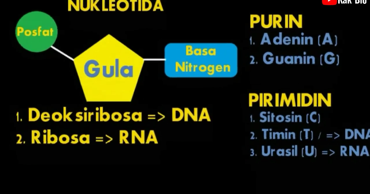 Contoh Soal Sense Antisense Kodon Antikodon Contoh Soal