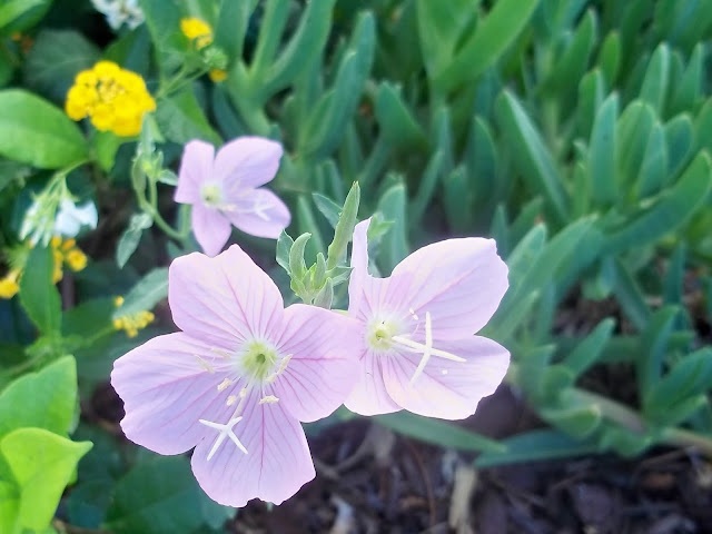 An image of Pink Evening Primrose. A soft small wildflower.