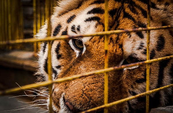 Why shouldn't tigers be kept in captivity?