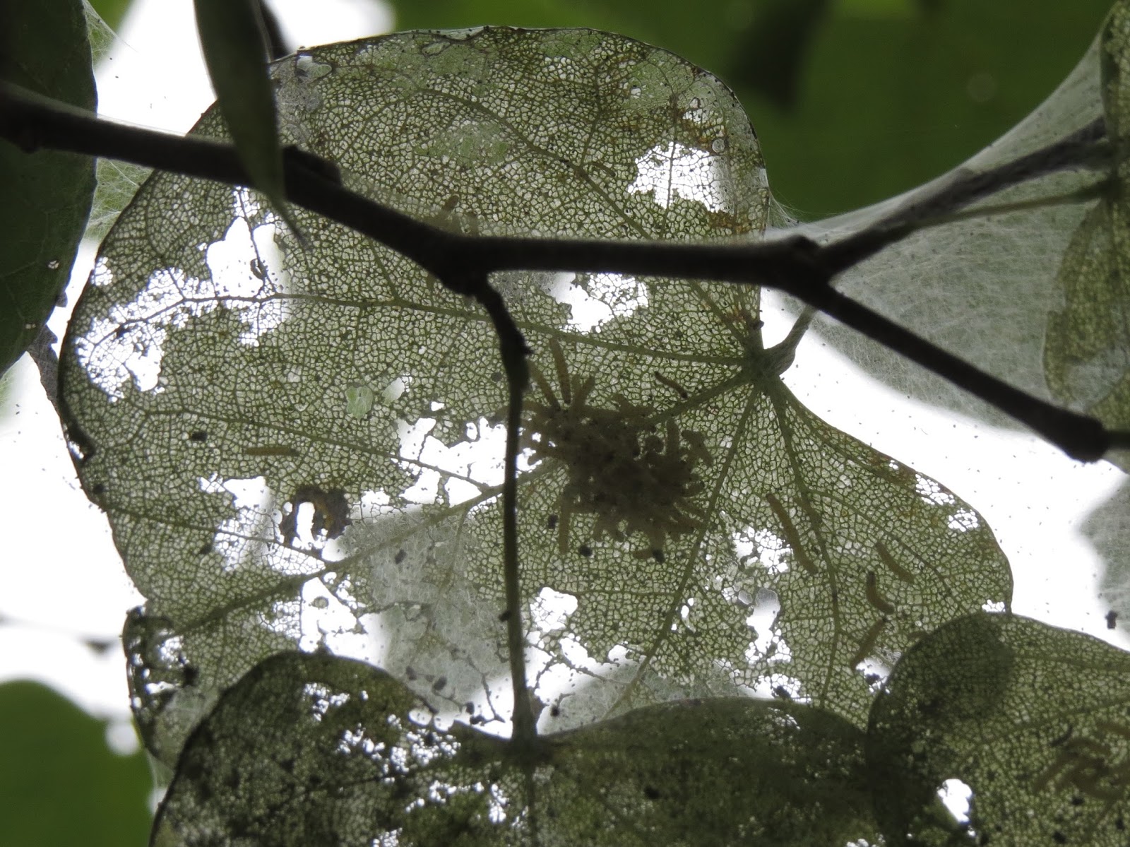 Blue Jay Barrens What S Eating The Redbuds