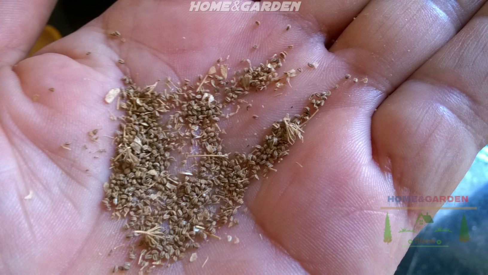 How To Grow Organic Celery