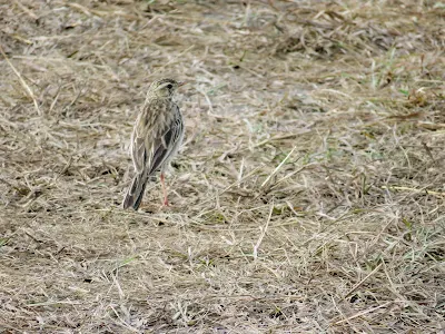 Uganda Birds: African Pipit