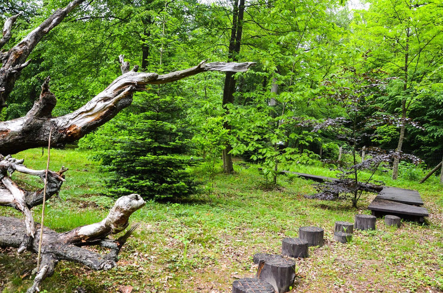 Arboretum w Karnieszewicach - mało znane miejsce, które nas zachwyciło ...