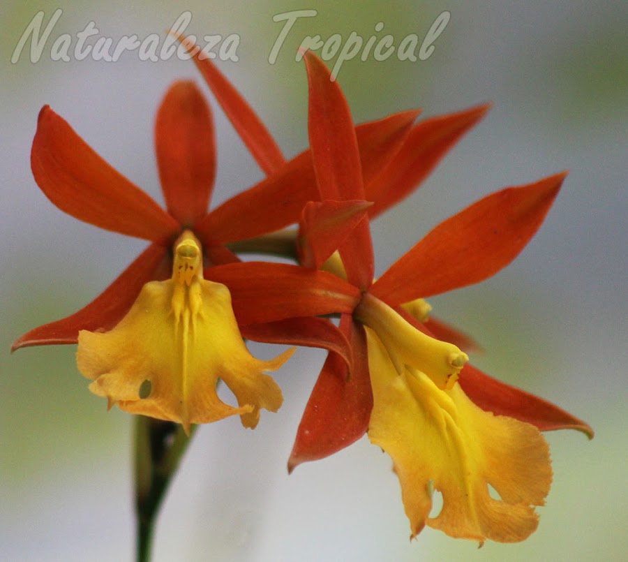 Flores características de la exótica orquídea Epidendrum `Orange Blaze´