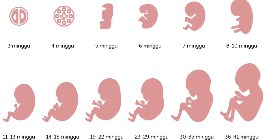 Ciri Ciri Hamil Di Usia Kandungan Minggu Sejumlah Tanda Ini Akan My