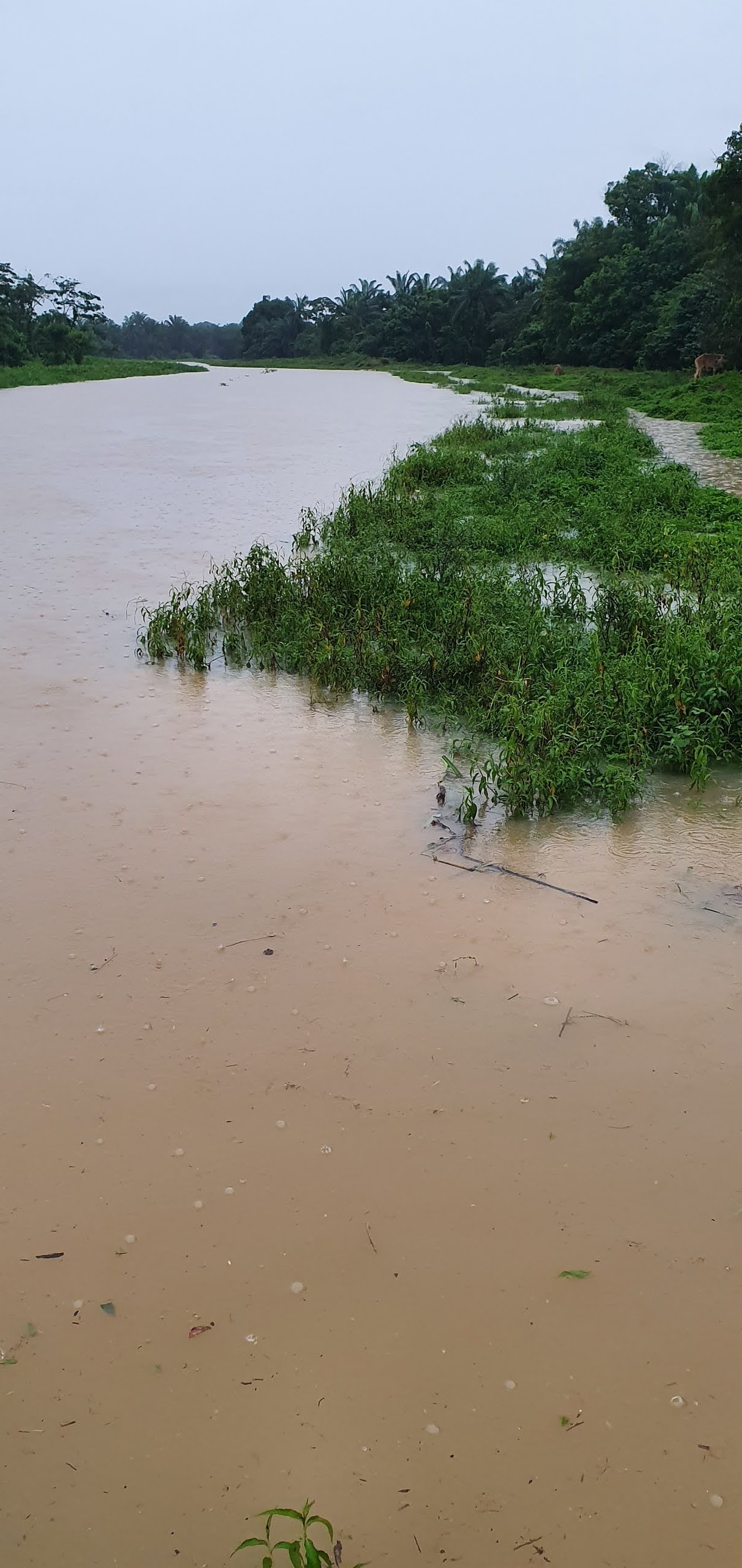 Warisan Petani: Padang Ragut Banjir