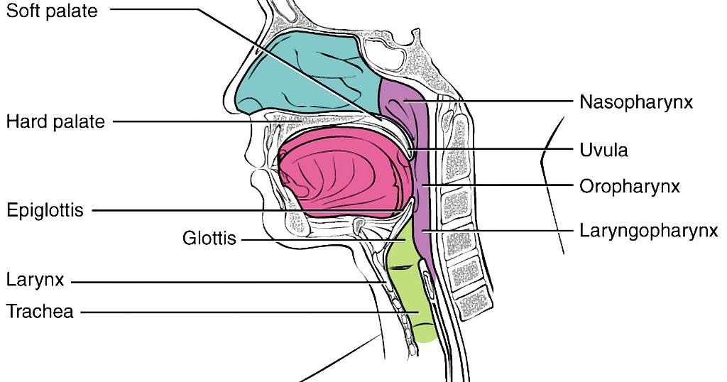 Inferior pharyngeal constrictor muscle hypopharynx antlua