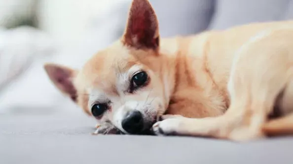 Chihuahua