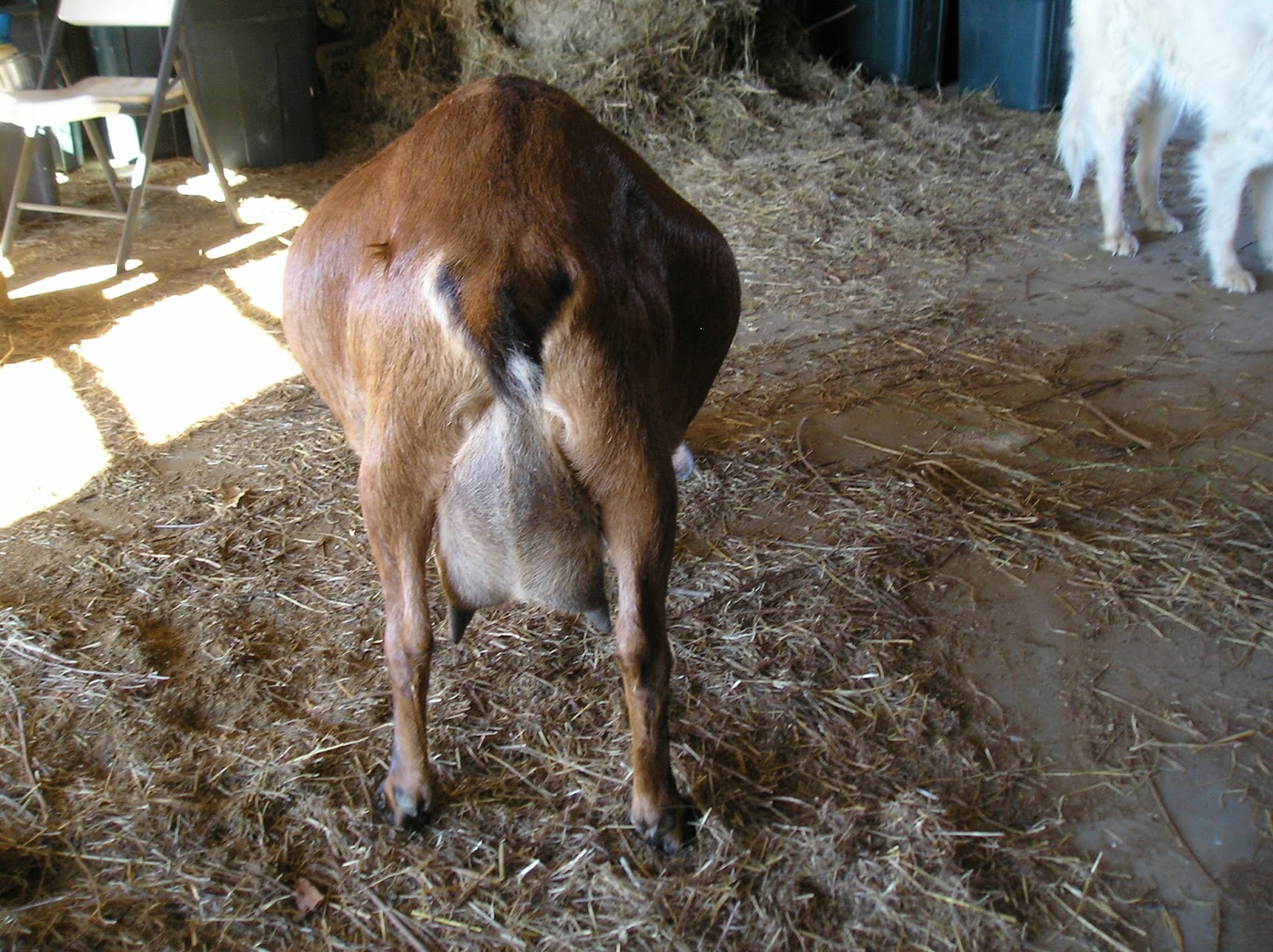 Thoughts from Frank and Fern Why Did My Baby Goats Die?