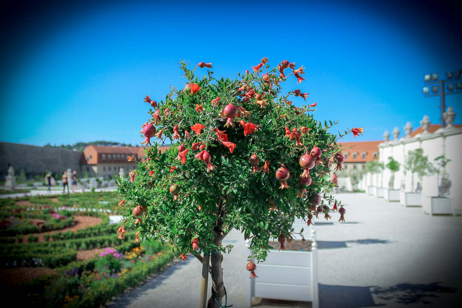 Bratislava Castle English Gardens and Pomegranate Tree