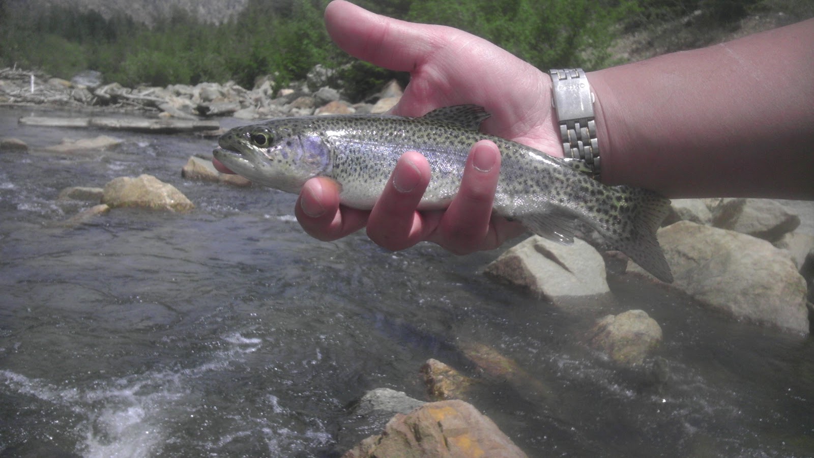 Colorado Fly Fishing 06/14/12 Clear Creek below