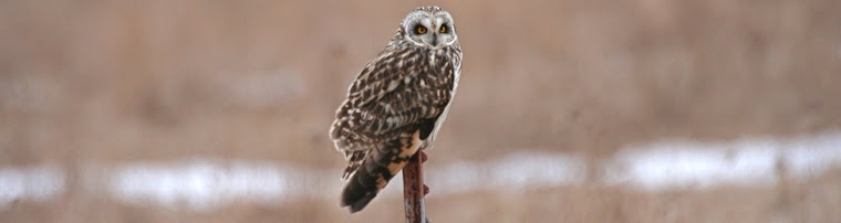 Short-eared Owl