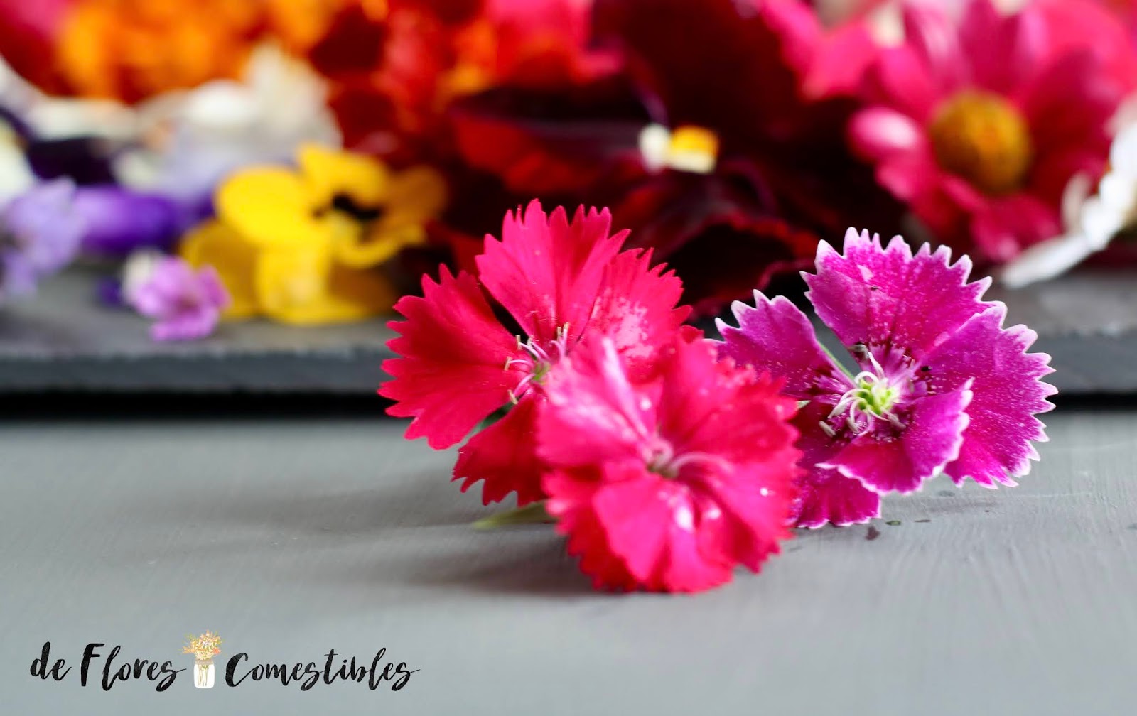 Flor de clavel chino | De flores comestibles