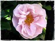 Gerbe Rose