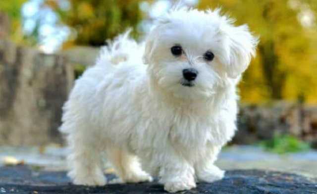 Bichón Maltés Bichón Maltés