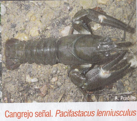 El Gallipato Alcublano: El cangrejo señal, Pacifastacus leniusculus