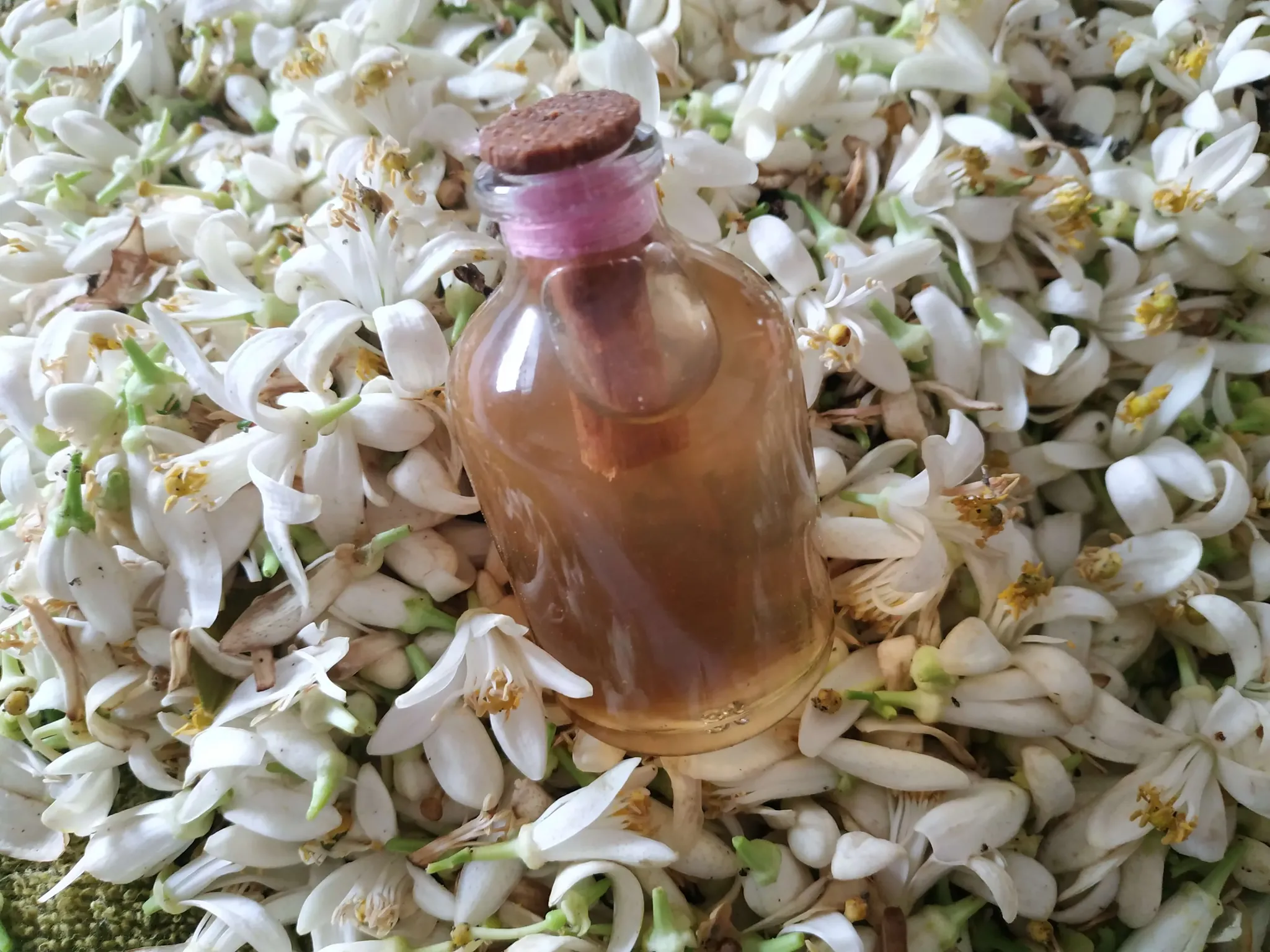 Distillation Orange Blossom Water Benefits And Methods Of Use