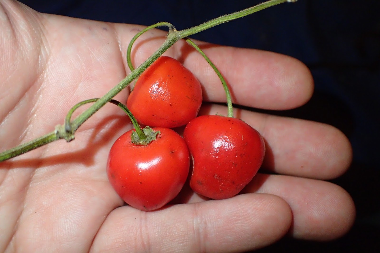 Scirpidiella's Plants Rocopica, Ulupica Large (Capsicum cardenasii x