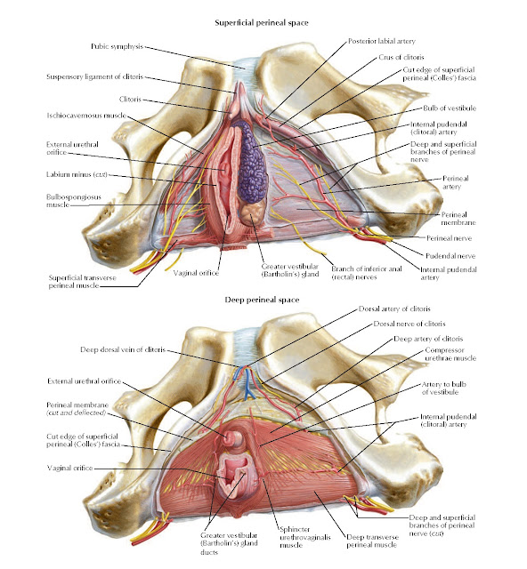 Female Perineal Spaces Anatomy