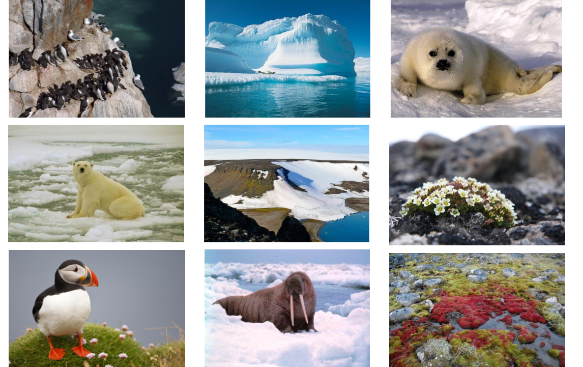 Животный и растительный мир Арктики. Животный мир арктической пустыни. Арктические пустыни животные. Животный мир в арктических и антарктических пустынях. Природные зоны россии арктические пустыни животные