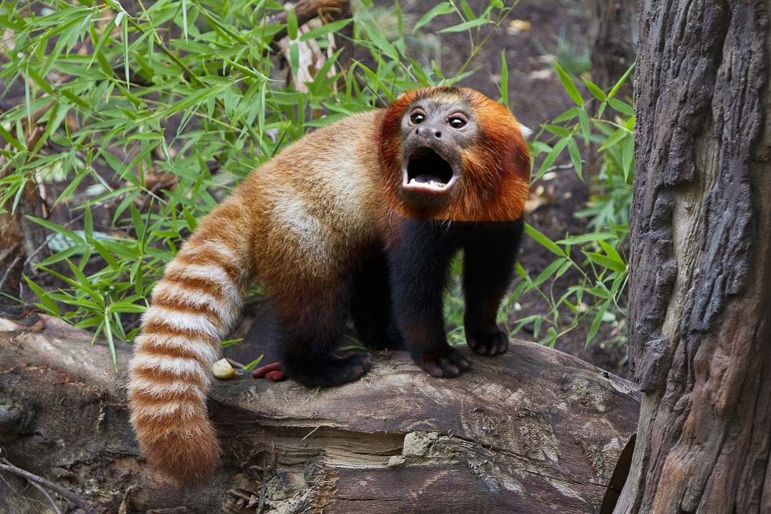 Digital photo 2012 animal morph with anthony