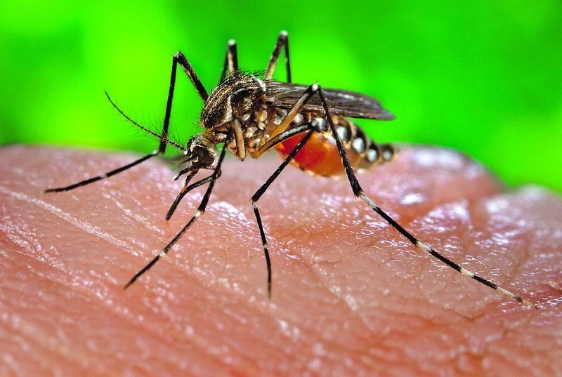 Bill Gates financiando mosquitos GM que já estão preste a ser lançados