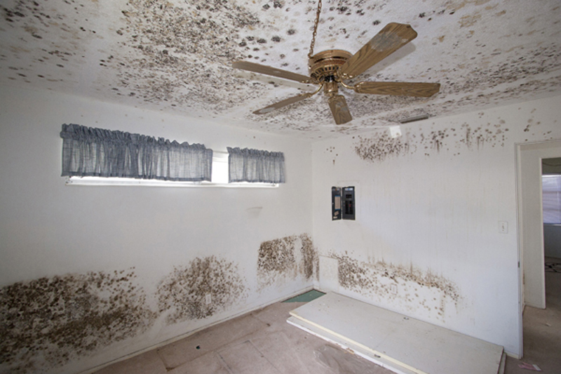 Air Conditioning Blog Sarasota Florida : Stop mold while you are away