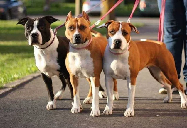 Meet the American Staffordshire Terrier