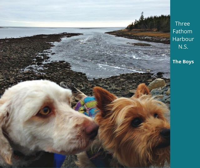 Stormy & Ziggy walking the Atlantic Trail at 3 Fathom Harbour, N.S.