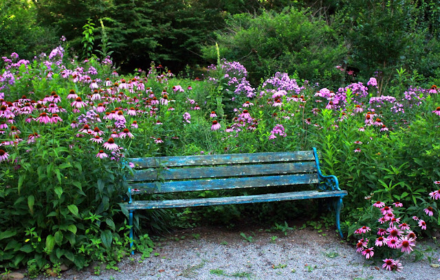 turquoise bench and purple coneflowers surrounding it
