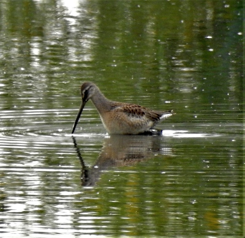 Birdbrain Fairburn & Swillington Ings