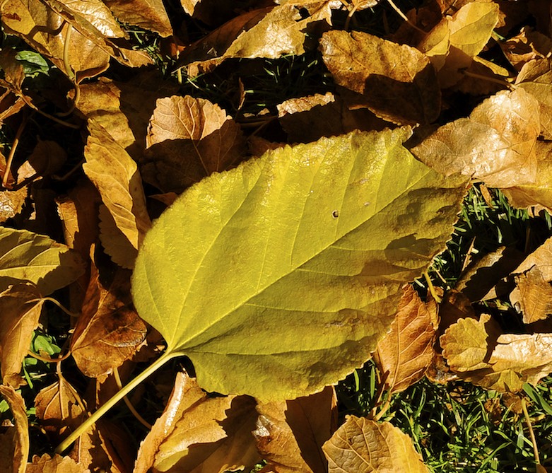 Antelope Valley College Blog Why Do Trees Turn Red in Fall?