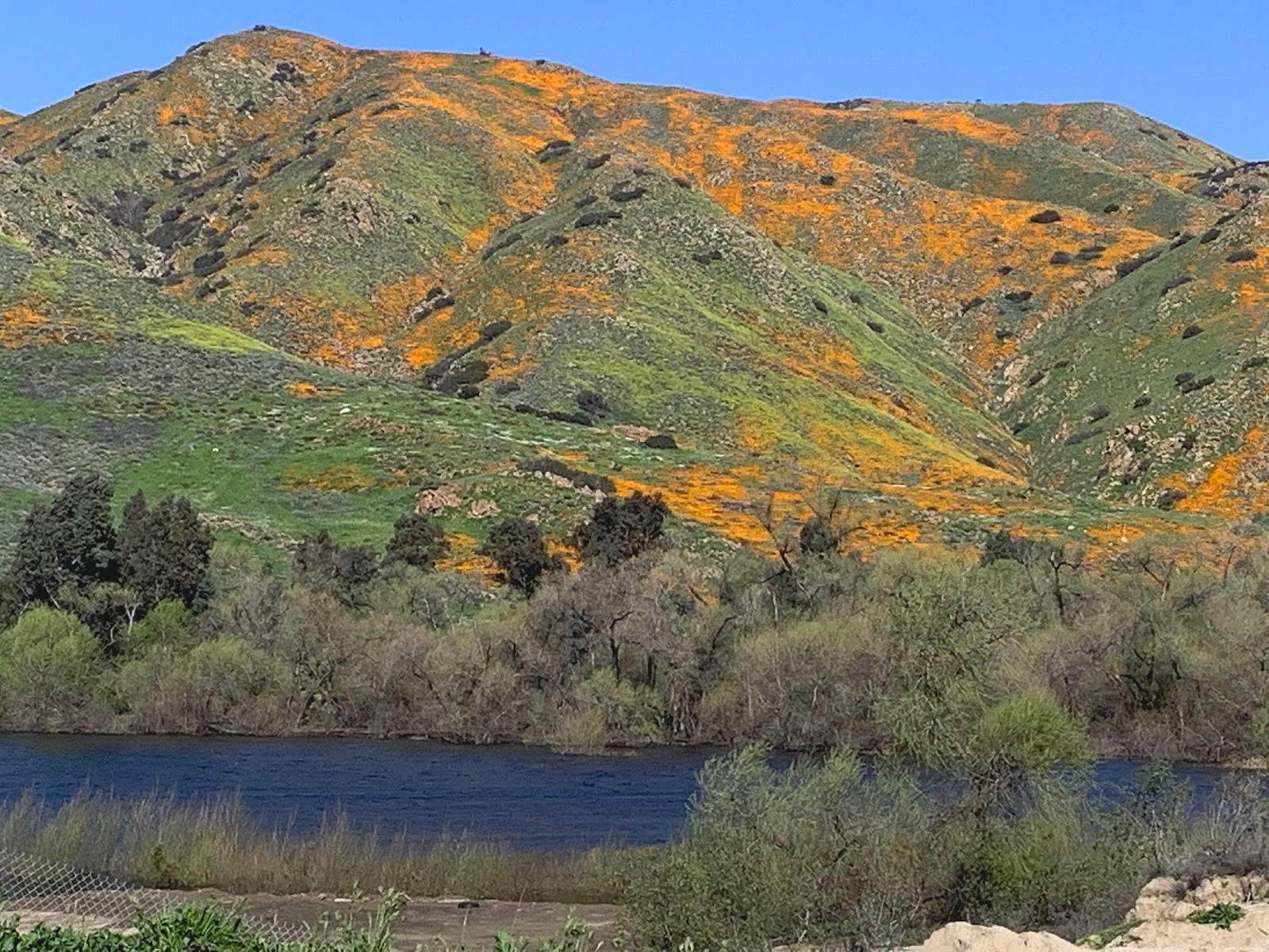 Western Sojourns Travels with Camissonia Corona Lake, Temescal Wash