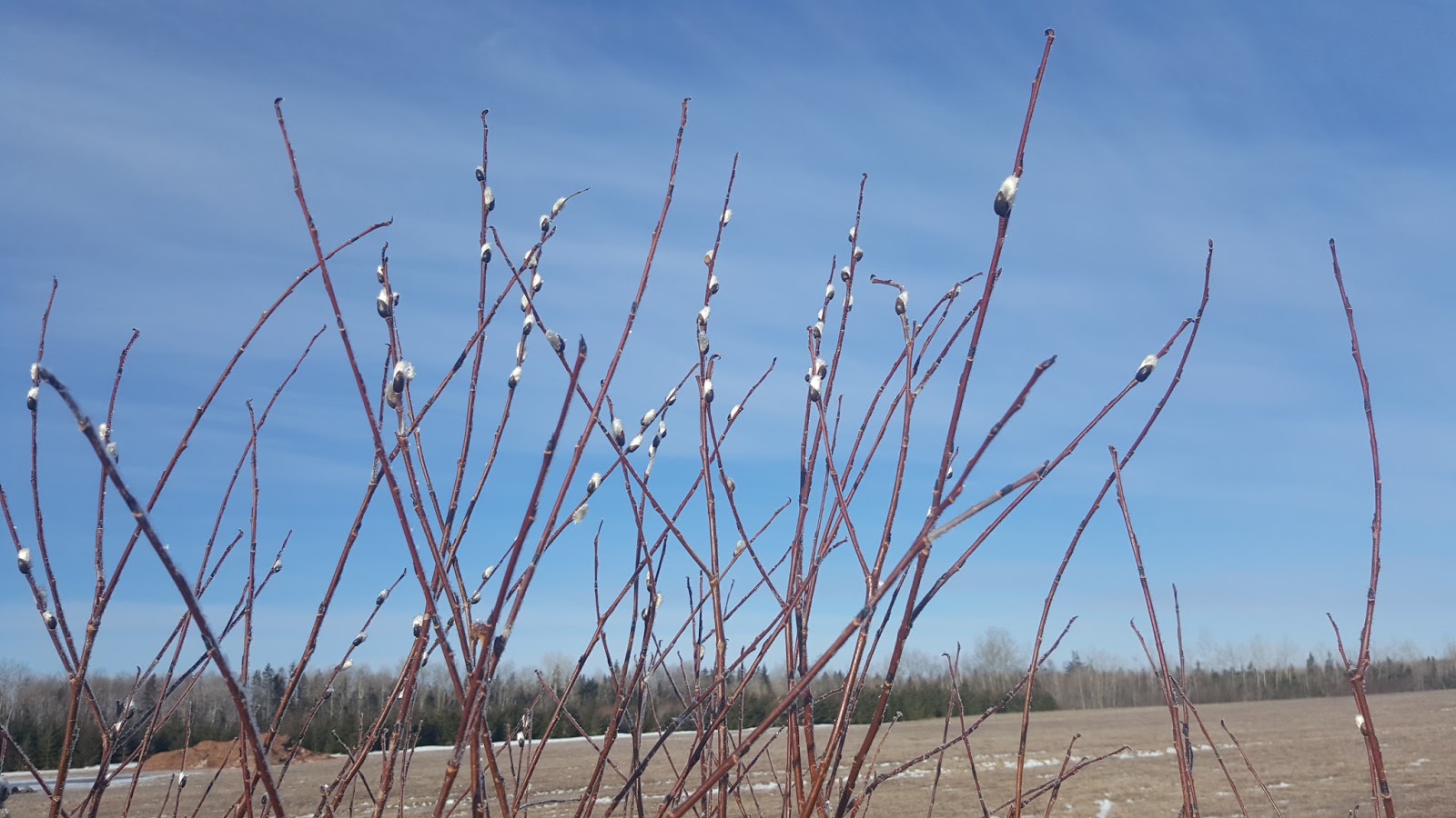 Field Notes Cumberland County, Nova Scotia Sign of Spring